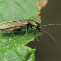Oedemera
