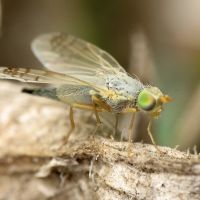 Acanthiophilus helianthi