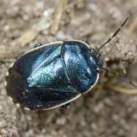 Canthophorus mixtus