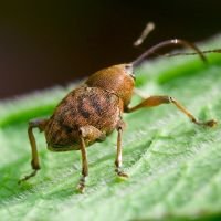 Curculio (Curculio) glandium