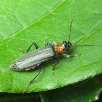 Oedemera croceicollis