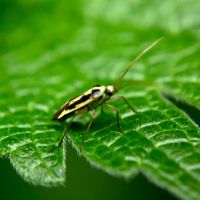 Stenotus binotatus