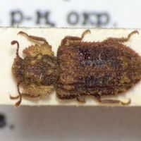 Endophloeus marcovichianus