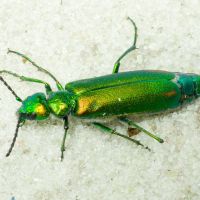 Lytta vesicatoria
