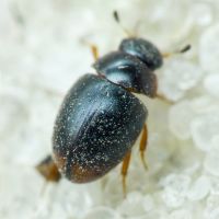 Cercyon