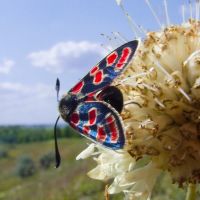 Zygaena carniolica