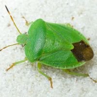 Palomena viridissima