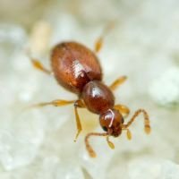 Scydmaenus