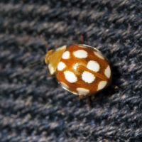 Vibidia duodecimguttata