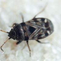 Pionosomus opacellus