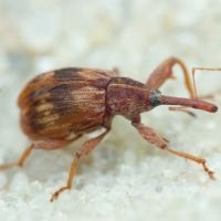 Anthonomus (Furcipus) rectirostris