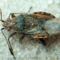 Stictopleurus punctatonervosus