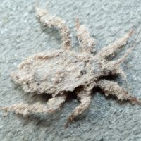 Reduvius personatus
