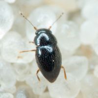 Ptiliidae