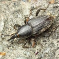 Sphenophorus striatopunctatus