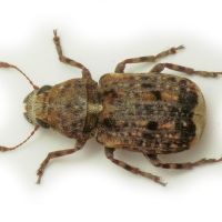 Dissoleucas niveirostris