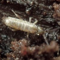 Collembola