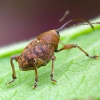 Curculio (Curculio) glandium