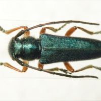Phytoecia millefolii