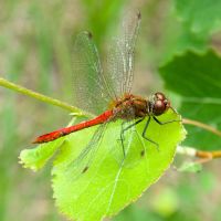 Sympetrum sanguineum