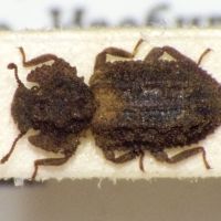 Endophloeus exculptus