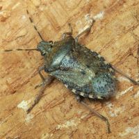 Rhaphigaster nebulosa