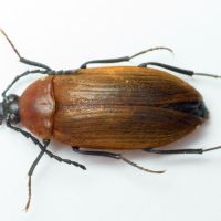 Pseudocistela ceramboides