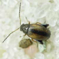 Longitarsus