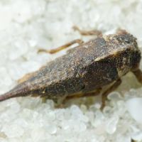 Centrotus cornutus