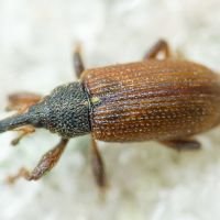 Bradybatus kellneri