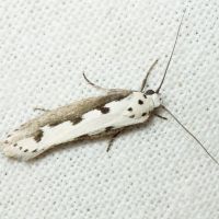 Ethmia bipunctella