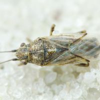 Nysius helveticus
