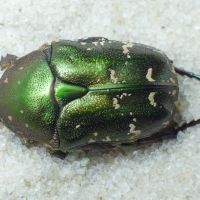 Protaetia metallica