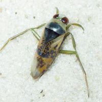 Notonecta glauca