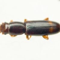 Rhizophagus