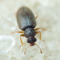 Melanophthalma