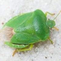 Palomena viridissima