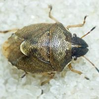 Rubiconia intermedia