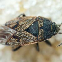 Trapezonotus arenarius