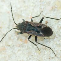 Rhyparochromus pini