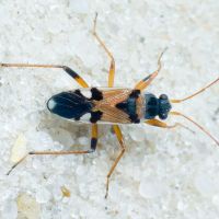 Beosus quadripunctatus