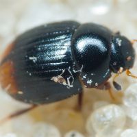 Cercyon ustulatus