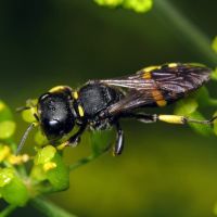 Ectemnius cephalotes