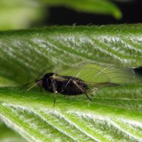Aphis