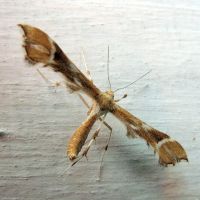 Cnaemidophorus rhododactyla