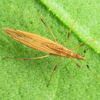 Berytinus (Lizinus) montivagus