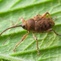 Curculio (Curculio) glandium