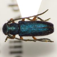 Phytoecia millefolii