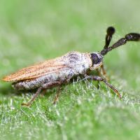 Copium teucrii
