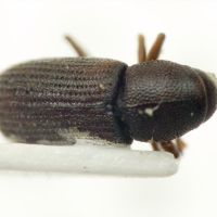 Hylastes opacus